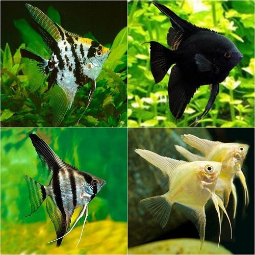Pt.scalare   Maanvis mix SM